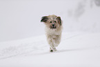 Waeller Sheepdog