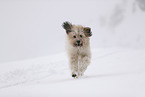 Waeller Sheepdog