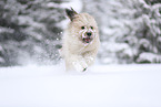 Waeller Sheepdog