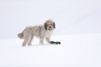 Waeller Sheepdog