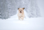 Waeller Sheepdog