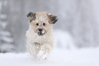 Waeller Sheepdog