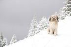Waeller Sheepdog
