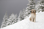 Waeller Sheepdog