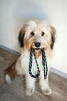 Waeller Sheepdog