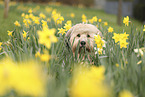 Waeller Sheepdog
