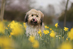 Waeller Sheepdog