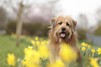 Waeller Sheepdog