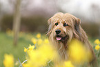 Waeller Sheepdog