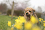 Waeller Sheepdog