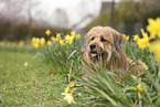 Waeller Sheepdog