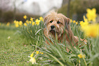 Waeller Sheepdog
