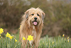 Waeller Sheepdog
