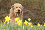 Waeller Sheepdog
