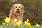 Waeller Sheepdog