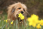 Waeller Sheepdog