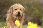 Waeller Sheepdog