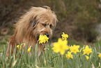 Waeller Sheepdog