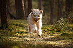 Waeller Sheepdog
