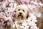 Waeller Sheepdog