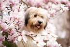 Waeller Sheepdog