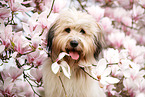 Waeller Sheepdog