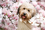 Waeller Sheepdog