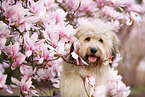 Waeller Sheepdog
