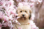 Waeller Sheepdog