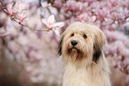 Waeller Sheepdog