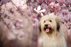 Waeller Sheepdog