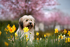 Waeller Sheepdog