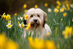 Waeller Sheepdog