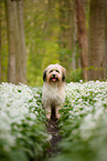 Waeller Sheepdog
