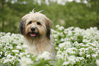 Waeller Sheepdog