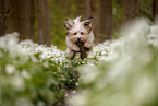 Waeller Sheepdog