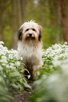Waeller Sheepdog