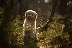 Waeller Sheepdog