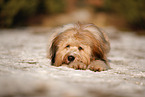 Waeller Sheepdog