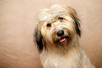 Waeller Sheepdog