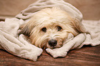 Waeller Sheepdog