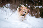 Waeller Sheepdog