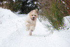 Waeller Sheepdog