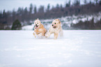 Waeller sheepdogs