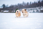 Waeller sheepdogs