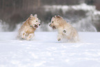 Waeller sheepdogs