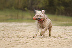 Waeller Sheepdog