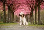 Waeller Sheepdog