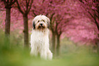 Waeller Sheepdog