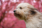Waeller Sheepdog